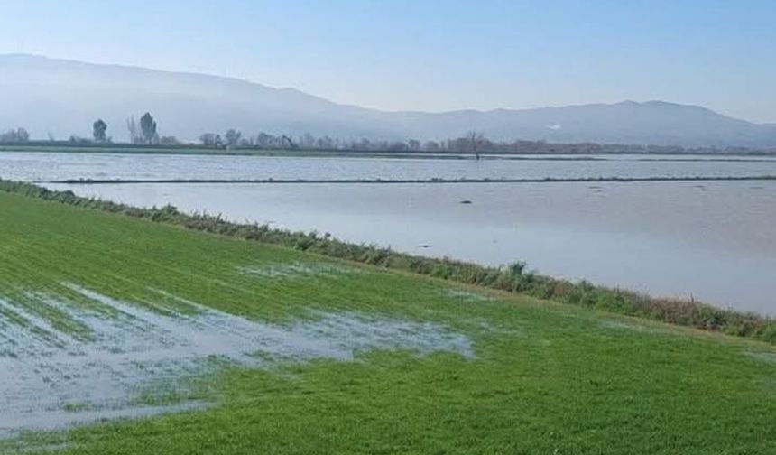 Menderes taştı: Tarım arazileri sular altında