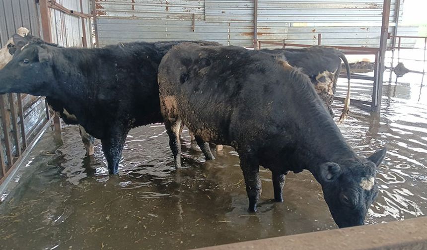 Hayvan damları sular altında kaldı