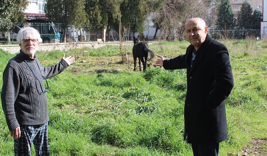 Aydın’da 2 katır ölüme terk edildi