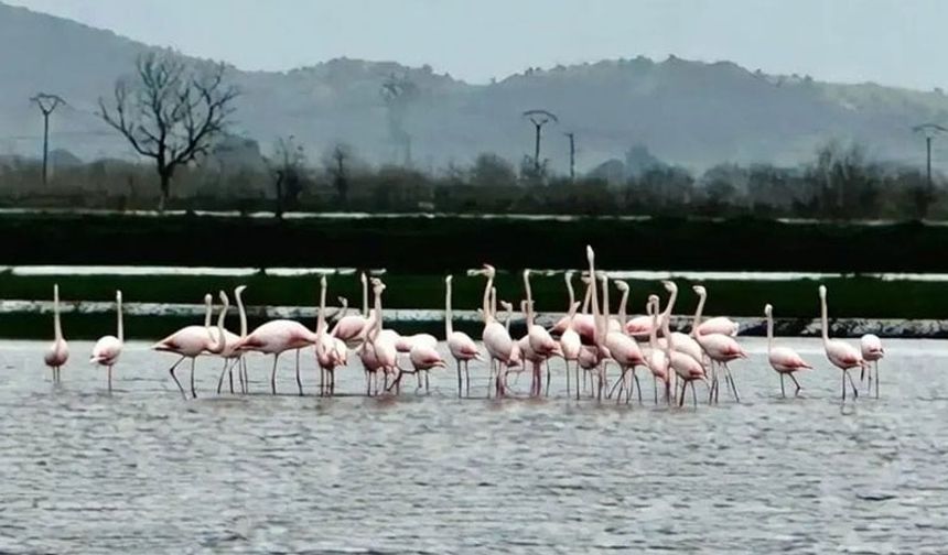 Koçarlı’da su altında kalan tarlalara flamingolar geldi