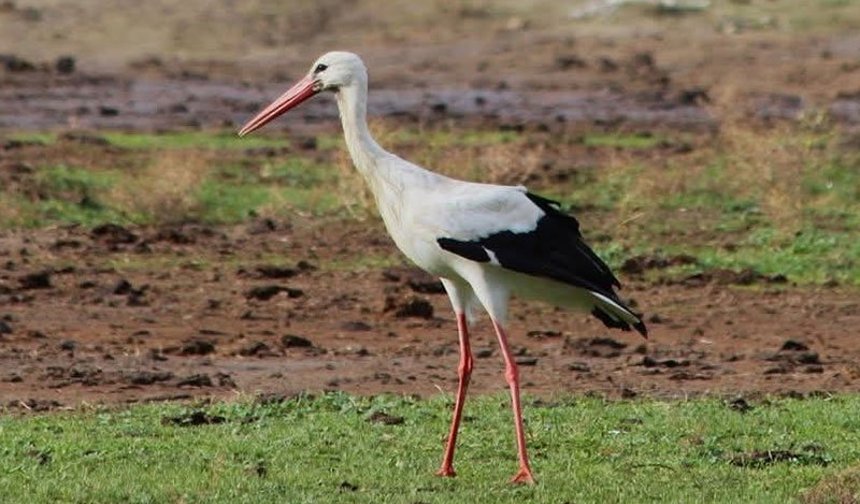 Baharın müjdecisi ilk leylek Söke’ye geldi