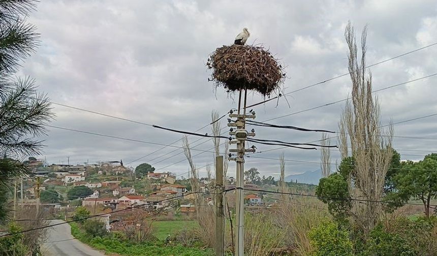 Yılın ilk leylekleri Aydın’a  gelmeye başladı