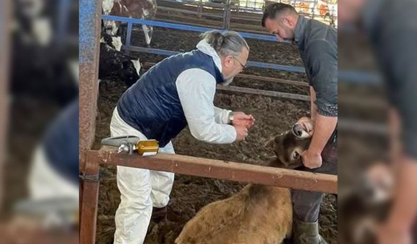 Efeler’de 15 bin hayvan aşılandı