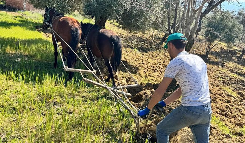 Zeytinlikte geleneksel mücadele