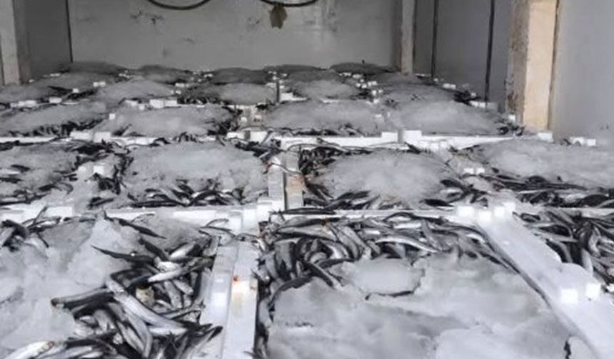 Aydın'da nakil belgesiz 290 kasa balığa el konuldu
