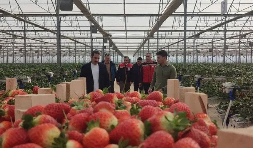 Aydın’da çilek hasadı başladı