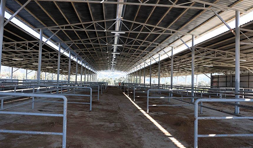 Çine Hayvan Pazarı yeniden açılıyor