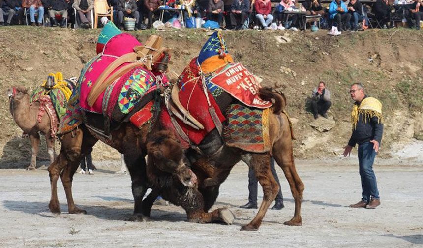 Aydın’da 2026 yılı deve güreşi takvimi açıklandı