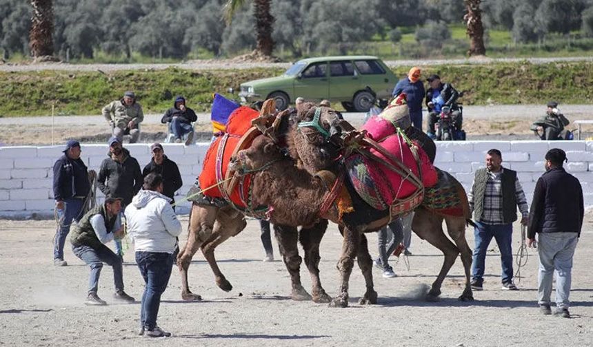 İncirliova’da deve güreşi festivali başladı
