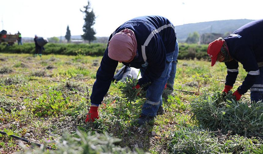 Didim Belediyesi’nden “Üreten belediyecilik” uygulaması