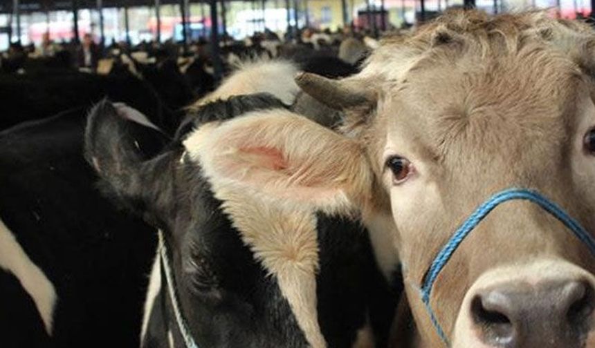 Aydın’daki hayvan pazarları açılıyor