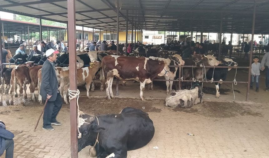 Aydın'da hayvan pazarlarında yeni dönem