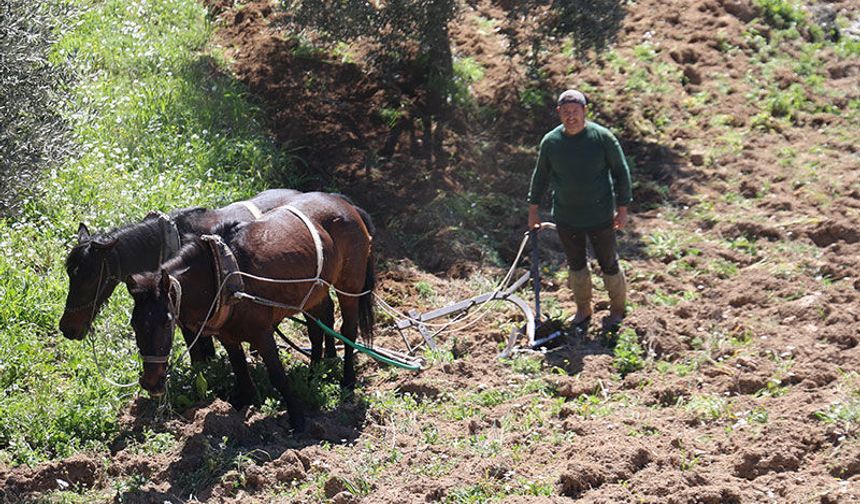 Aydın’ın dağlarında karasaban mesaisi başladı