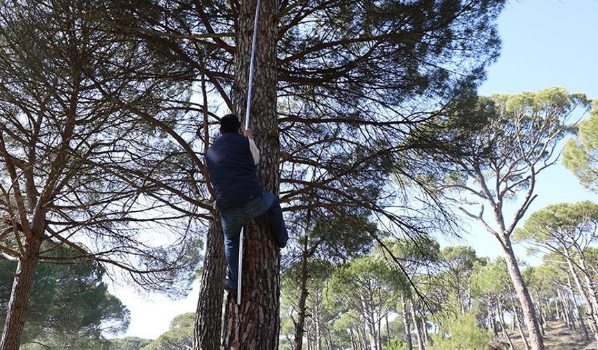 Aydın’da ‘künar komandoları’ hasatta