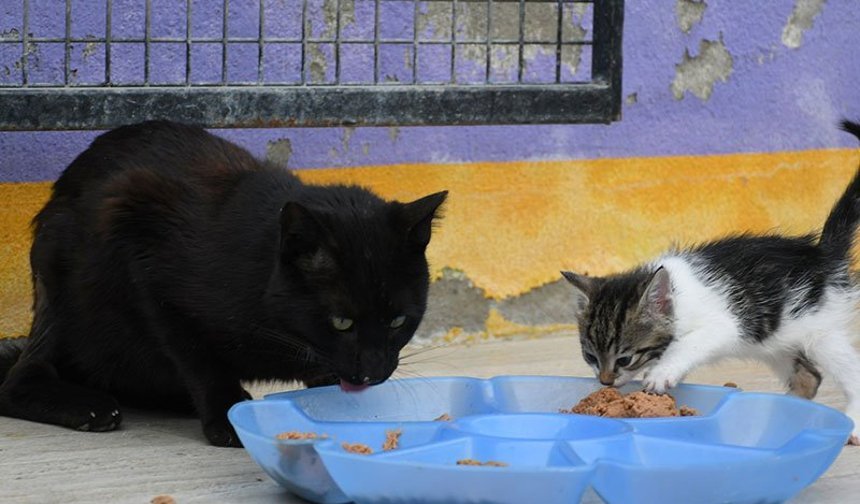 Kuşadası’nda can dostlarına dev destek