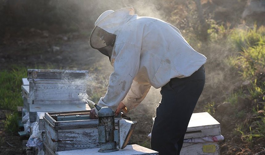 Aydın’da arıcılar sezondan umutlu