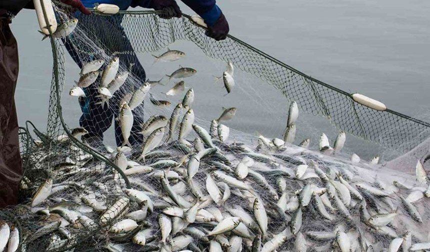 Aydın'da balıkçılık desteği başvuruları için son çağrı