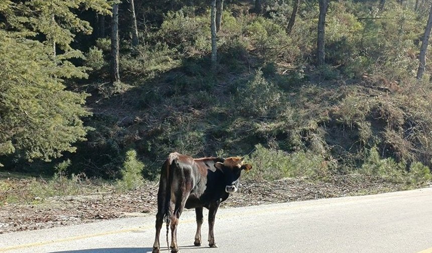 Salma besicilik yeniden değer kazandı