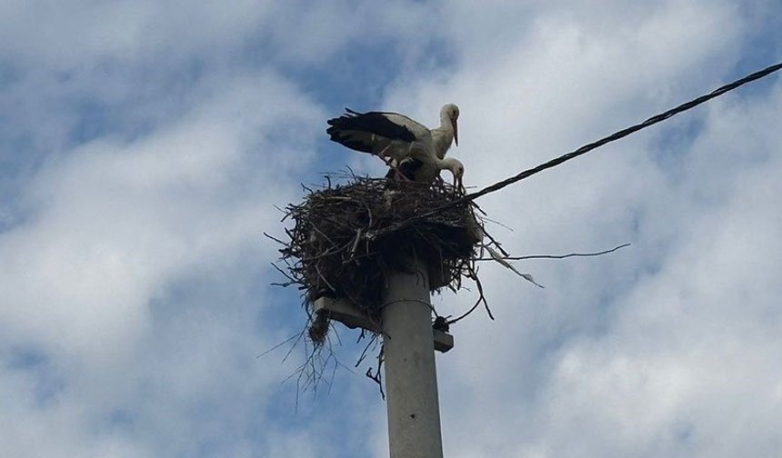 Baharın müjdecisi leylekler yuvalarına döndü
