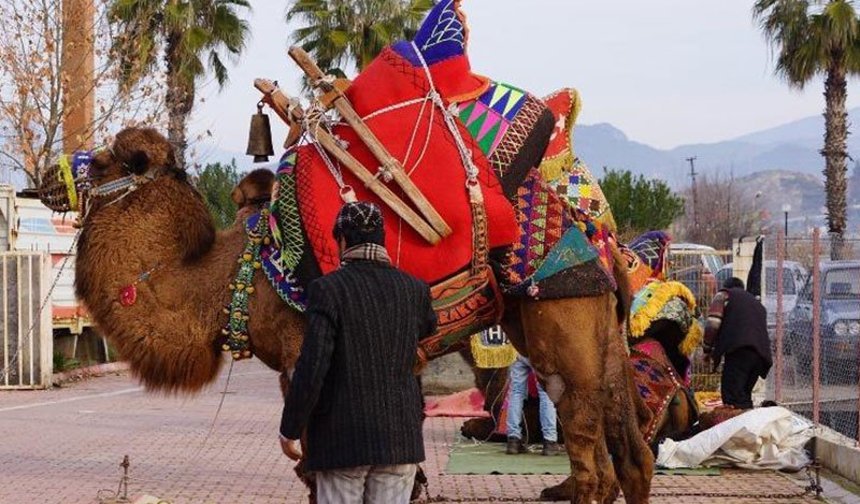 Devecilik kültürü Antalya’da tanıtılacak