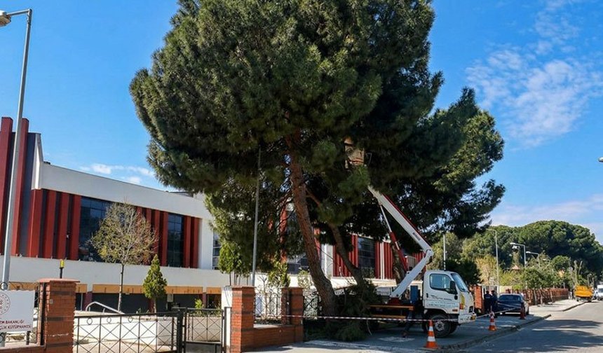 Efeler Belediyesi’nden çam ağaçlarına bakım