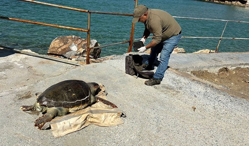 Kuşadası Körfezi'nde ‘deniz kaplumbağası' alarmı
