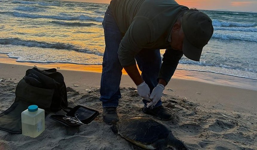 Kuşadası'nda iki deniz kaplumbağası ölü bulundu