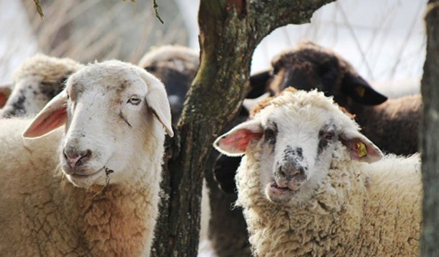 Vekaletle kurban kesim bedelleri belirlendi