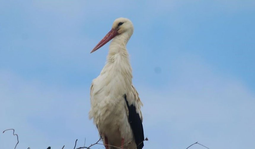 Kuşadası’nda leylekler geri döndü