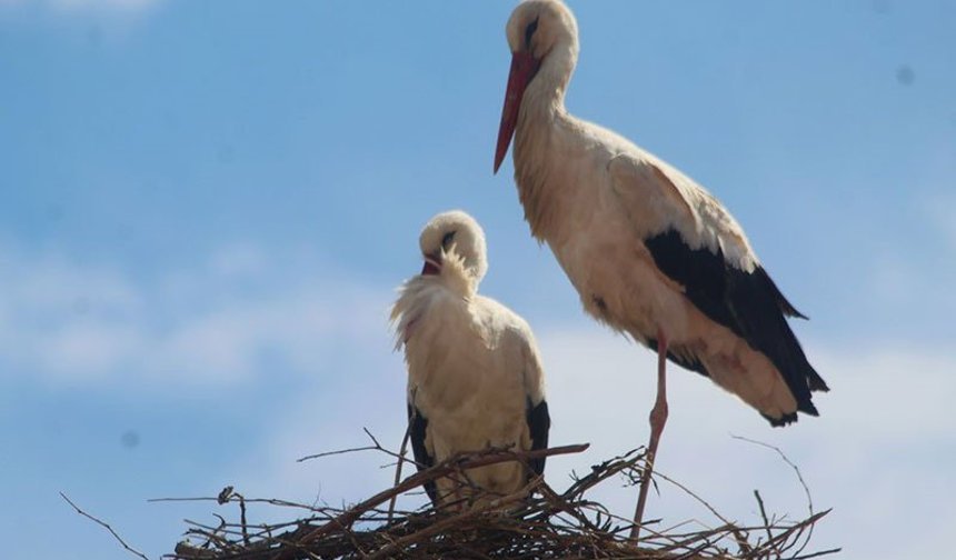 Kuşadası'nda 40 yıl sonra leylek sevinci