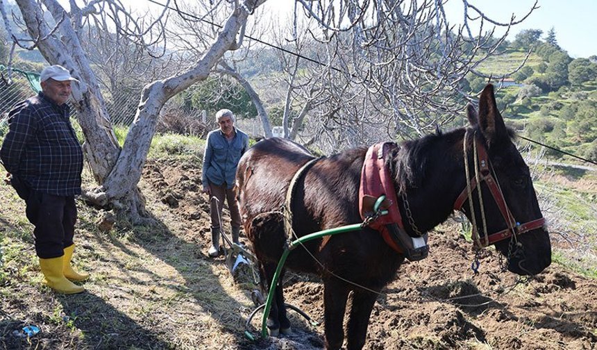 Aydın’da  tarım yaşlılara kaldı