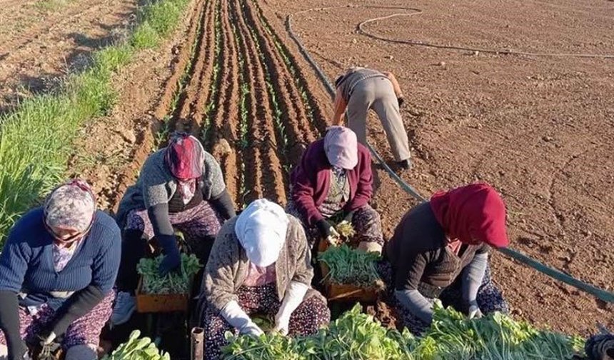 Karacasu'da çiftçilerin tütün mesaisi başladı