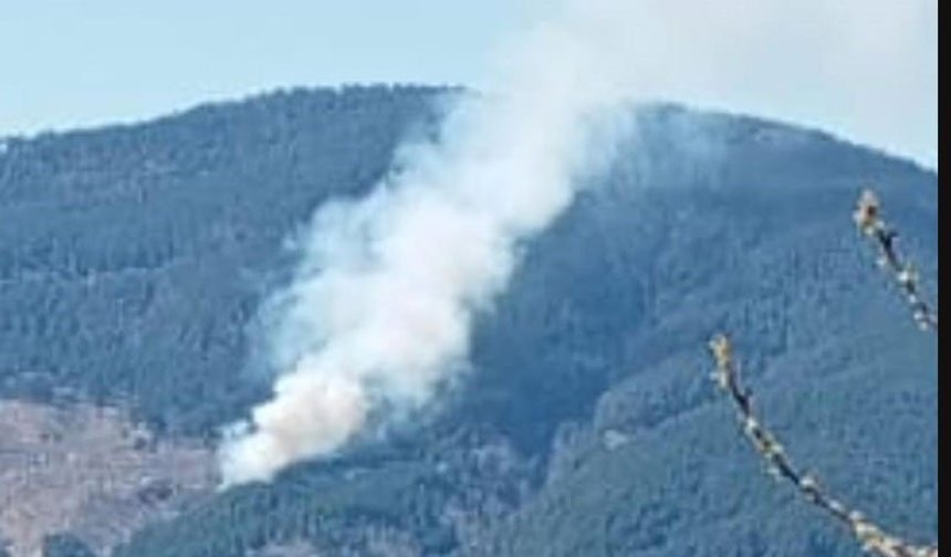 Nazilli'de orman yangını