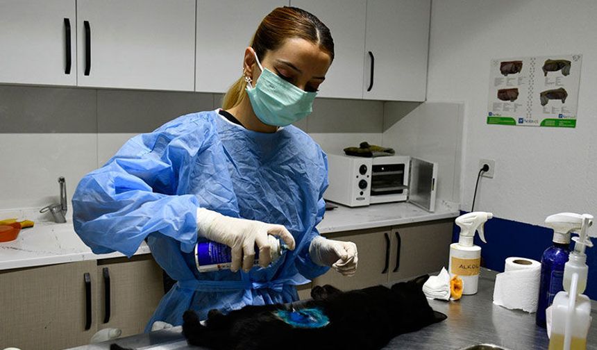 Davutlar Kedi Kısırlaştırma Merkezi binlerce cana umut oldu