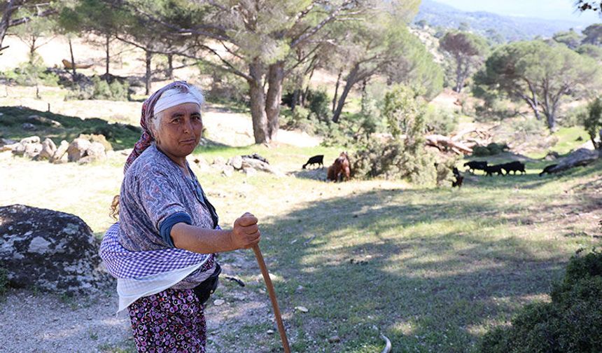 Beşparmak'ın en genç çobanı 60 yaşında