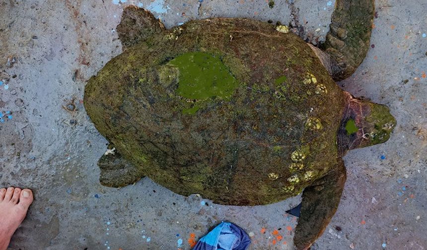 Yaralı Caretta Caretta’ya yardım eli uzandı