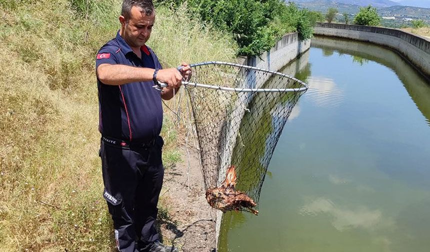 Sulama kanalına düşen  kartal kurtarıldı