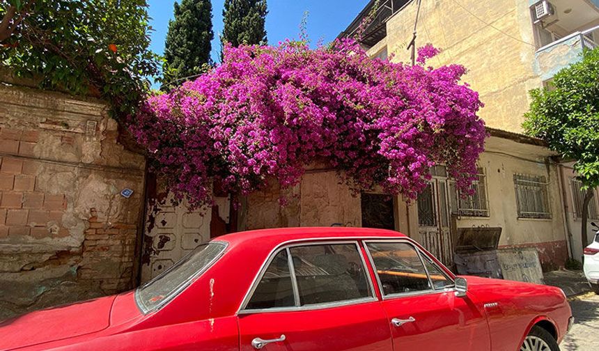 Aydın'ın cadde ve sokakları çiçek açtı