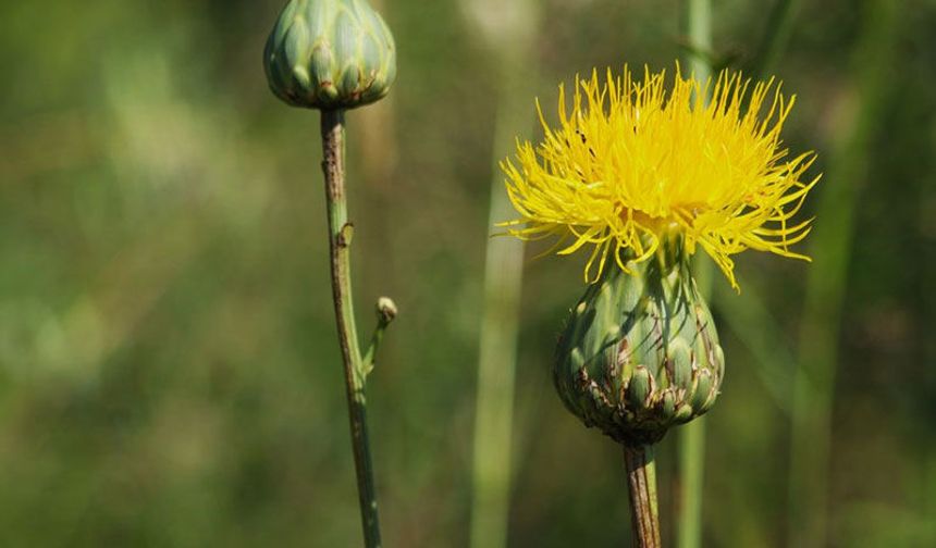 Bu çiçeği koparmanın bedeli 699 bin TL
