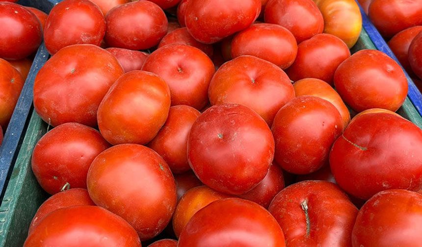 Aydın'da domates üreticileri uyarıldı