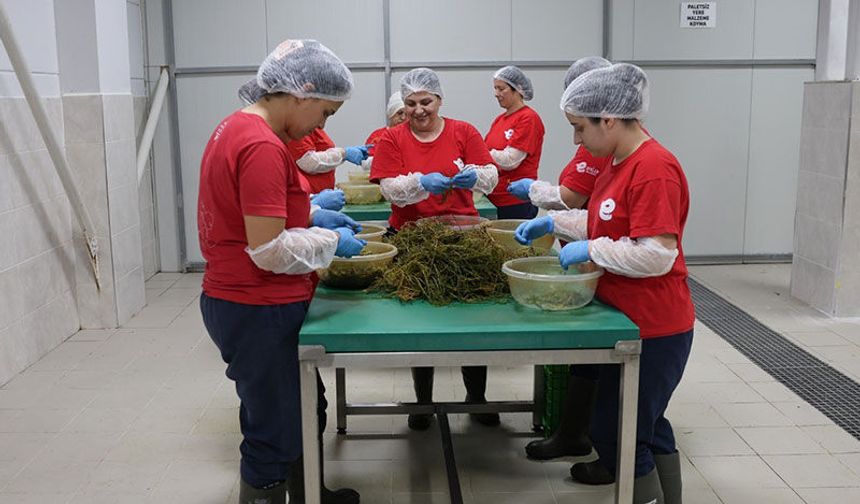 Tarımsal Ürün Fabrikası ile kadınlar üretiyor Efeler kazanıyor
