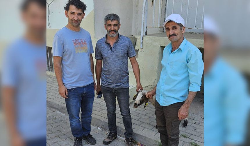 Başıboş gezen kuzu ekipleri harekete geçirdi