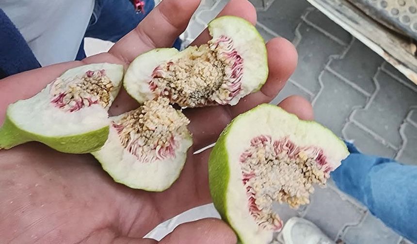 Buharkent'te üreticilere 'belgesiz ilek' uyarısı