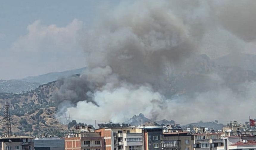 Aydın’da alevler zeytinliği sardı