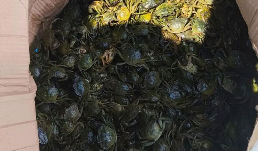 8 bin yengeç son anda kurtarıldı!