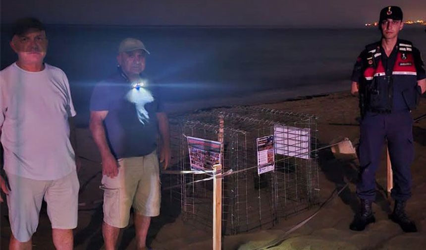 Kuşadası'nda caretta caretta heyecanı