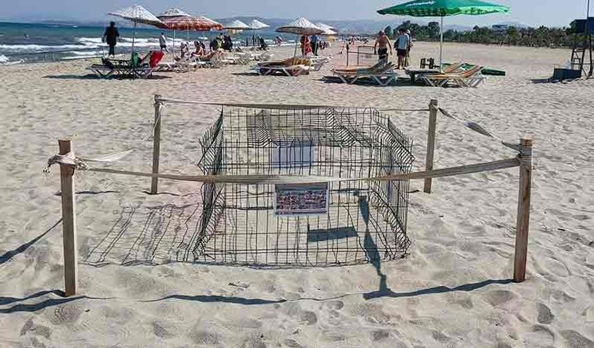 Caretta carettalardan umutlandıran yuva