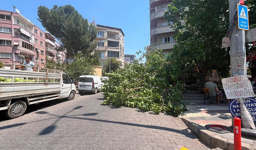 Devrilen ağaç iki araca zarar verdi