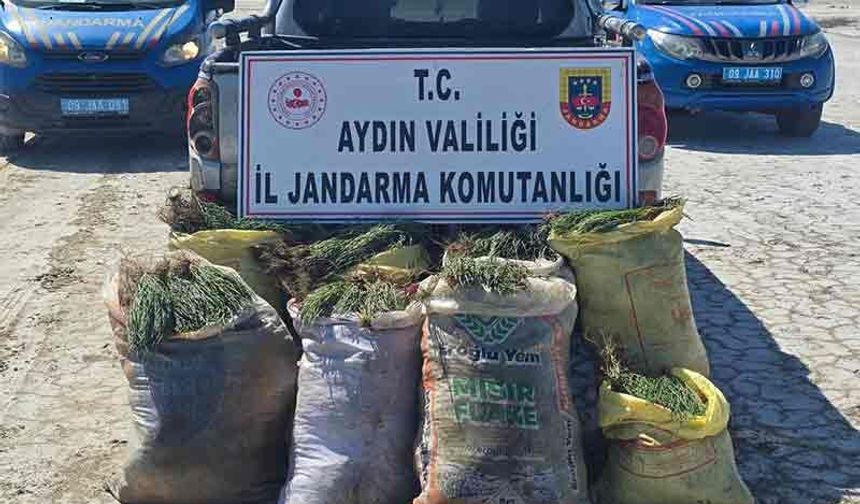 Koruma altındaki alanlarda kaçak hasat