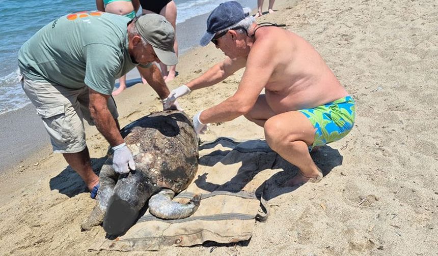 3 caretta caretta ölü bulundu